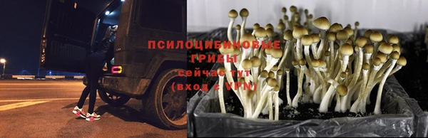стафф Арсеньев